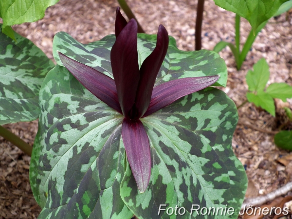 Trillium sessile